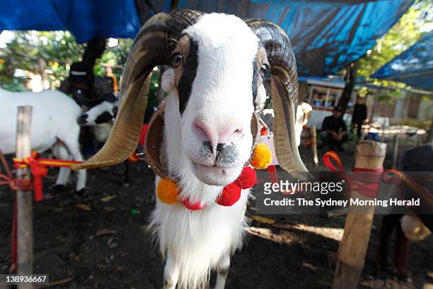 One of the rams at the ram fighting in Bandung, Indonesia. Each Sunday, large crowds of villagers gather for this spectacular West Javanese ritual,...