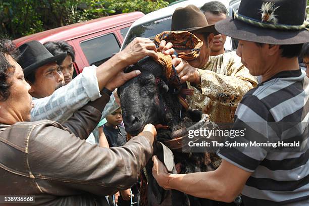 Ram fighting in Bandung, Indonesia. Each Sunday, large crowds of villagers gather for this spectacular West Javanese ritual, which sees...