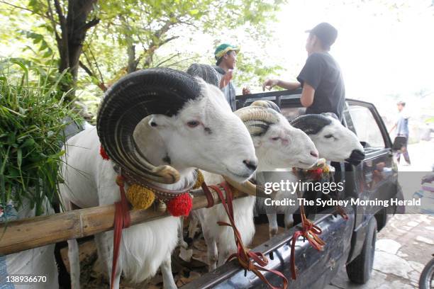 Ram fighting in Bandung, Indonesia. Each Sunday, large crowds of villagers gather for this spectacular West Javanese ritual, which sees...