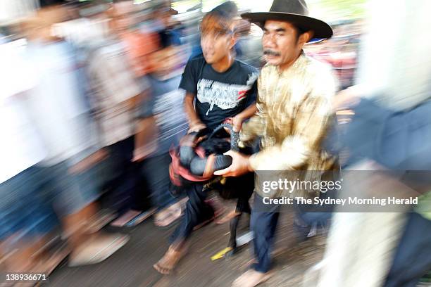 Ram fighting in Bandung, Indonesia. Each Sunday, large crowds of villagers gather for this spectacular West Javanese ritual, which sees...