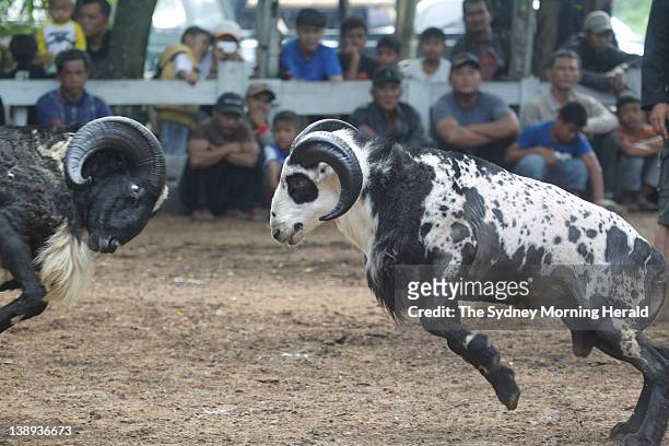 Ram fighting in Bandung, Indonesia. Each Sunday, large crowds of villagers gather for this spectacular West Javanese ritual, which sees...