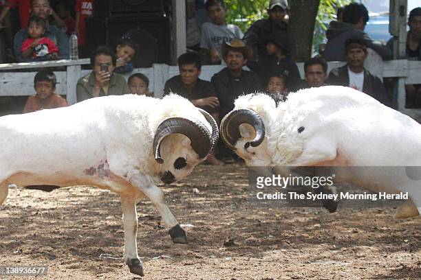 Ram fighting in Bandung, Indonesia. Each Sunday, large crowds of villagers gather for this spectacular West Javanese ritual, which sees...