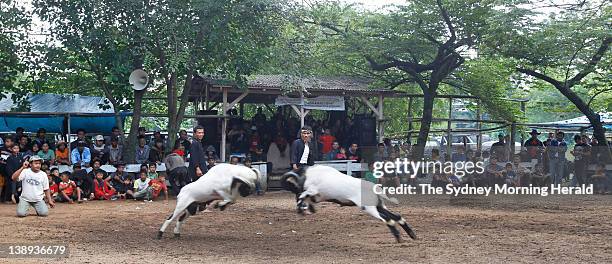 Ram fighting in Bandung, Indonesia. Each Sunday, large crowds of villagers gather for this spectacular West Javanese ritual, which sees...