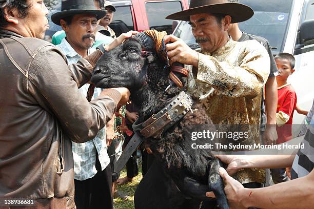 Ram fighting in Bandung, Indonesia. Each Sunday, large crowds of villagers gather for this spectacular West Javanese ritual, which sees...