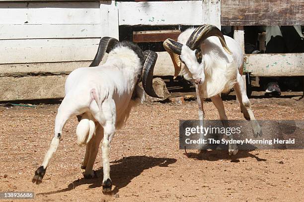 Ram fighting in Bandung, Indonesia. Each Sunday, large crowds of villagers gather for this spectacular West Javanese ritual, which sees...