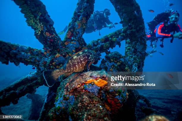 Gulf of CAVALAIRE SUR MER, FRANCE - AUGUST 13 2021: a grouper is seen between the remains of the steam engine of Le Prophète shipwreck at a depth of...