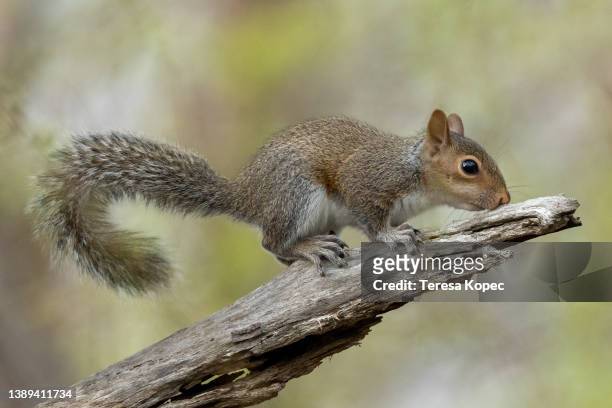 eastern gray squirrel baby perched on branch with green background - tree squirrel stockfoto's en -beelden