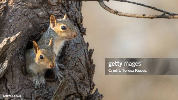 two eastern gray squirrel babies peeking out of hole in tree nest - squirrel stock-fotos und bilder