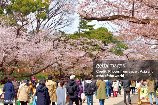 bid crowd enjoying cherry blossom viewing / hanami in ueno park, tokyo - ueno park stock pictures, royalty-free photos & images