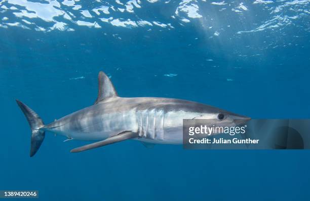 mako shark approaches a camera offshore cabo san lucas, mexico - mako stock pictures, royalty-free photos & images