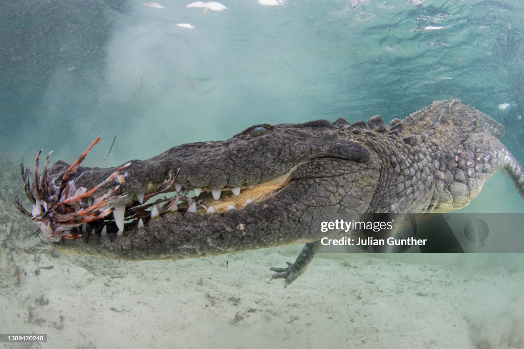 An American Crocodile snatches a Lionfish bait in Banco Chinchorro, Mexico