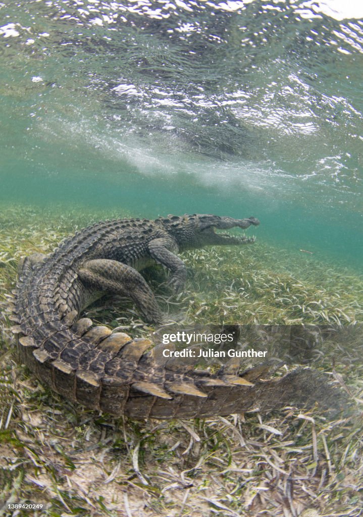 An American Crocodile on a sea grass bed in Banco Chinchorro, Mexico