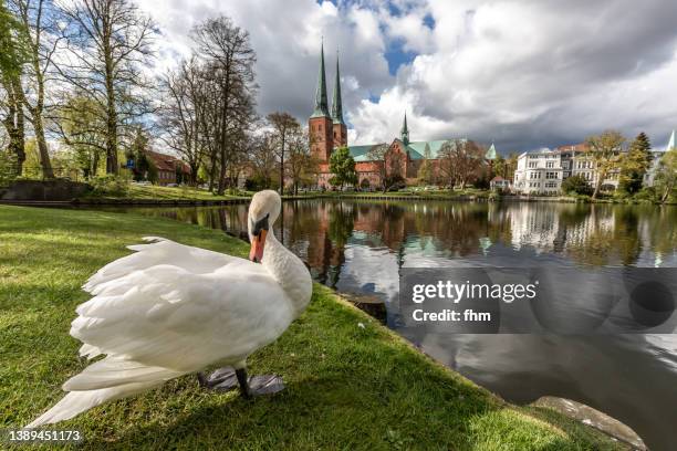 lübeck cathedral with a swan (schleswig-holstein, germany) - lübeck stock-fotos und bilder