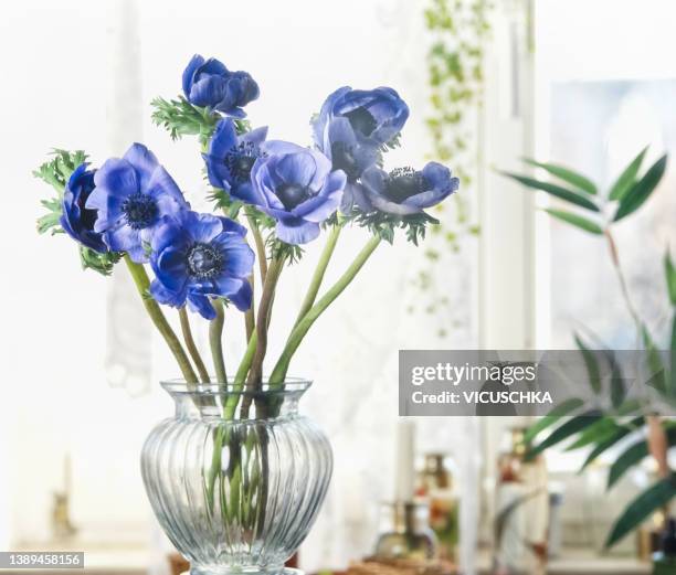 bunch of blue anemone flowers in glass vase at window background. - anemone flower arrangements stock pictures, royalty-free photos & images