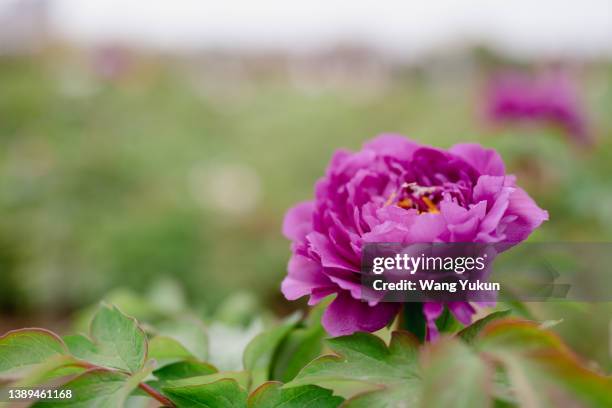 peony flowers in spring garden - paeonia suffruticosa stock pictures, royalty-free photos & images