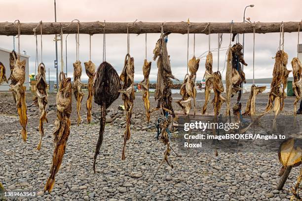 different kinds of dried fish in a row, hanging on a wooden rack, speciality, hvammstangi seal centre, vatnsnes peninsula, nordurland vestra, iceland - cultura islandesa fotografías e imágenes de stock