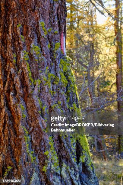 autumn larch forest, along the plima gorge trail, stilfser joch national park, martell valley, vinschgau, south tyrol, italy - martell valley italy - fotografias e filmes do acervo