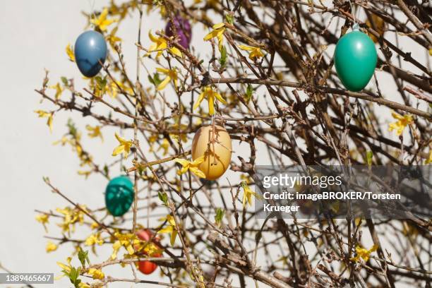 colourful easter eggs hanging from forsythia branches, goldgloeckchen, germany - forsythia stock-fotos und bilder