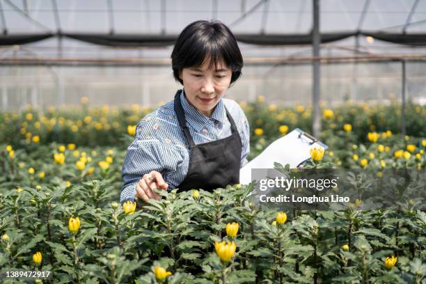 a middle-aged asian woman grows flowers in a greenhouse - orchids of asia - fotografias e filmes do acervo