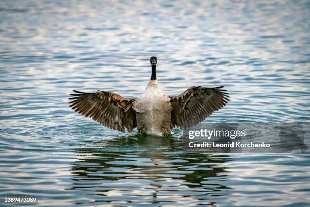 canada goose (branta canadensis) bathing, lake ontario, canada - kanadagans stock-fotos und bilder