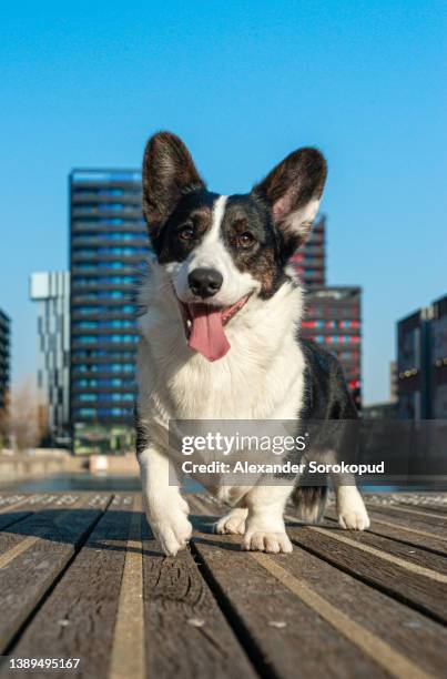 welsh corgi cardigan in black and white colors in a gopher pose - cardigan welsh corgi stock pictures, royalty-free photos & images