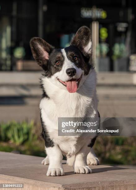 welsh corgi cardigan in black and white colors in a gopher pose - welsh-cardigan-corgi stockfoto's en -beelden