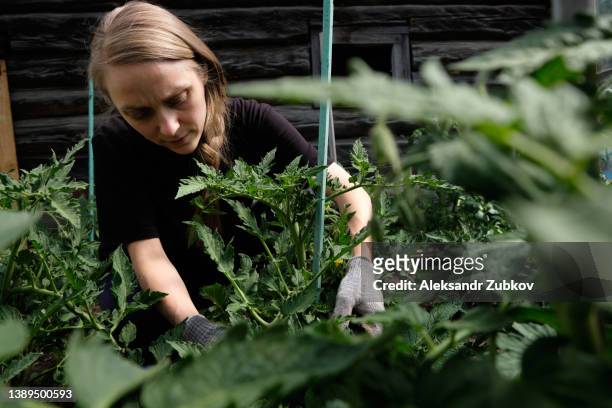 a female gardener ties up tomato bushes in the garden, in the greenhouse, makes a support for them. the farmer takes care of the seedlings of the plant. the concept of hobbies, gardening. growing organic eco-friendly farm products. a sustainable lifestyle - tomato plant stock-fotos und bilder