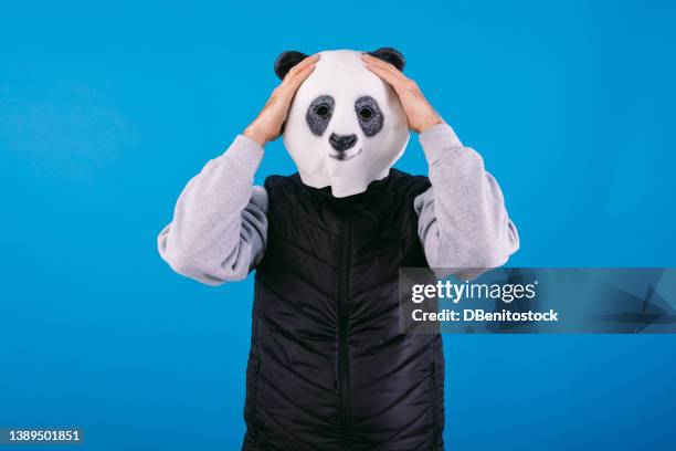 person dressed in a panda bear mask and black vest on a blue background, raising his hands to his head. concept of caring for the planet and global warming. - man with animal head stock pictures, royalty-free photos & images