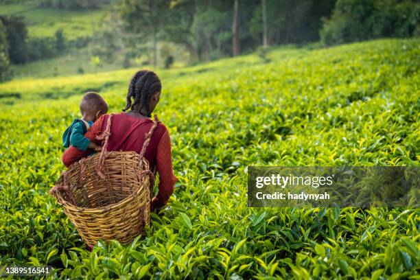 young african mother crossing tea plantation with her baby, central ethiopia, africa - ethiopia stockfoto's en -beelden