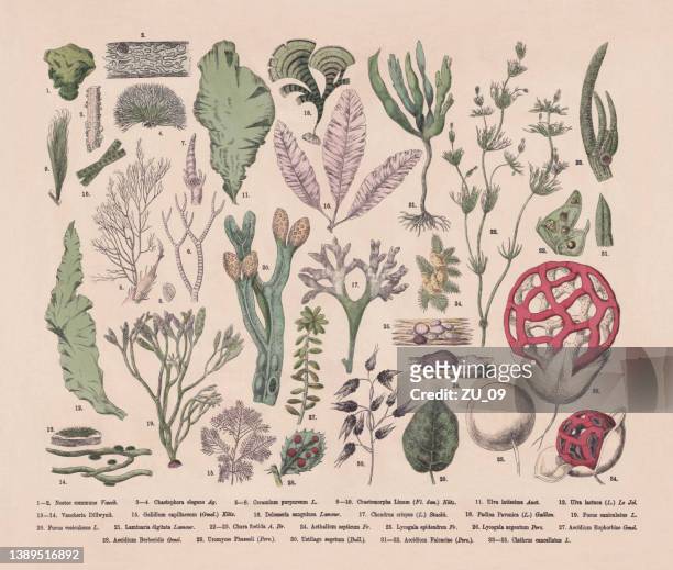 ilustraciones, imágenes clip art, dibujos animados e iconos de stock de algas, algas y hongos, grabado en madera coloreado a mano, publicado en 1887 - orquidea salvaje