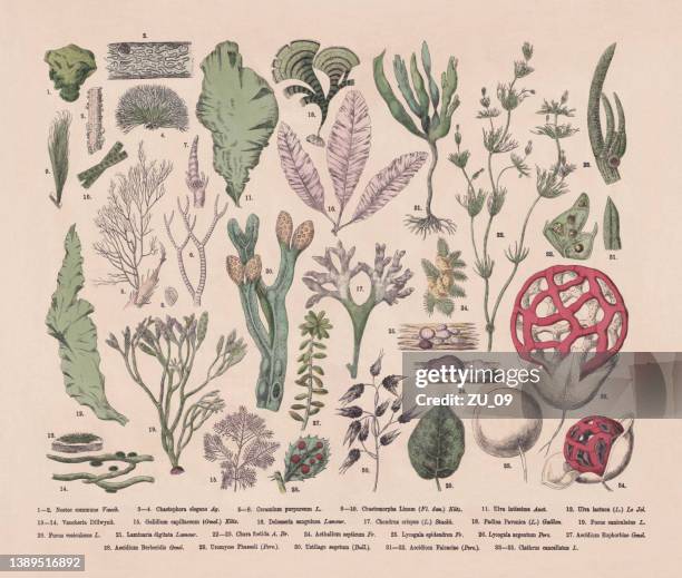 stockillustraties, clipart, cartoons en iconen met algae, seaweed and fungi, hand-colored wood engraving, published in 1887 - protozoa