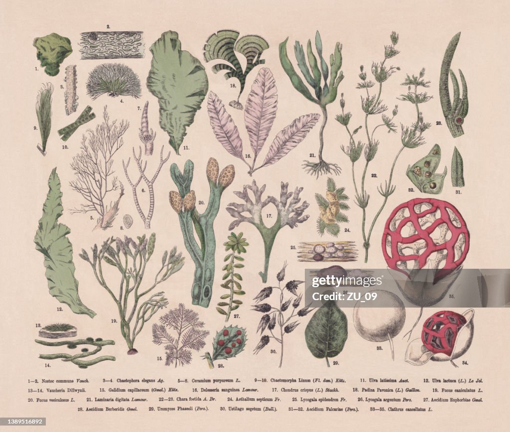 Algae, seaweed and fungi, hand-colored wood engraving, published in 1887