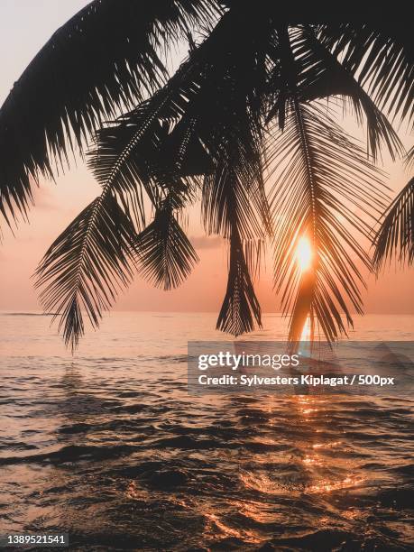 sunset in the beach,silhouette of palm tree by sea against sky during sunset,mombasa,kenya - mombasa stock-fotos und bilder