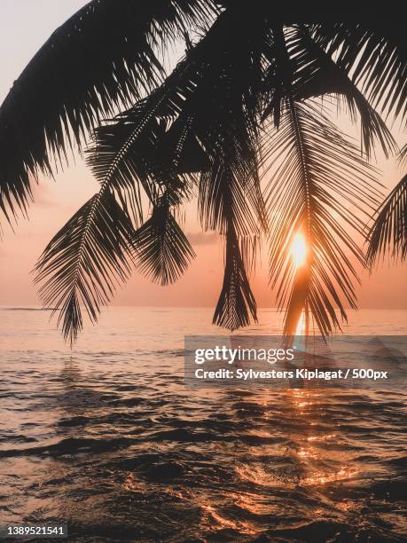 sunset in the beach,silhouette of palm tree by sea against sky during sunset,mombasa,kenya - mombasa stock pictures, royalty-free photos & images