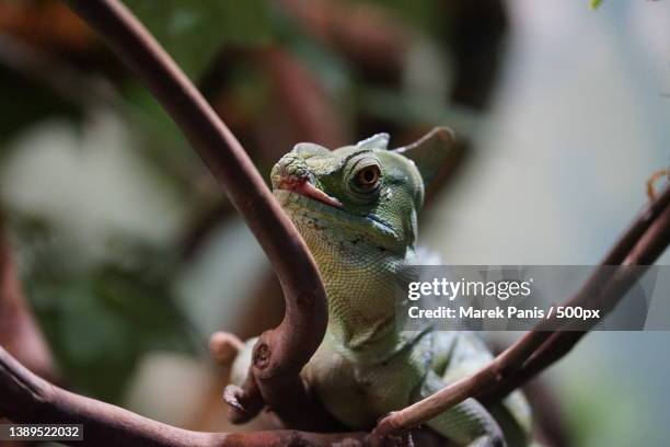 close-up of basilisk on plant - basilisk stock-fotos und bilder