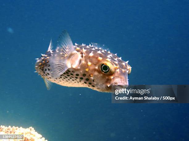 close-up of puffer fish swimming in sea - pez puercoespín fotografías e imágenes de stock