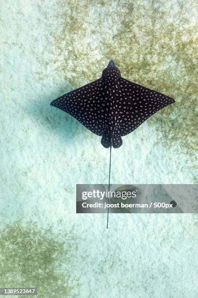 Wil Ray Max Raptor Wil Ray Photos et images de collection - Getty Images