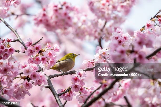 cherry blossoms,close-up of cape white eye perching on cherry blossom tree - wild cherry tree stock-fotos und bilder