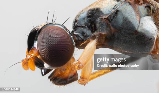 fly eye - compound eye stock pictures, royalty-free photos & images