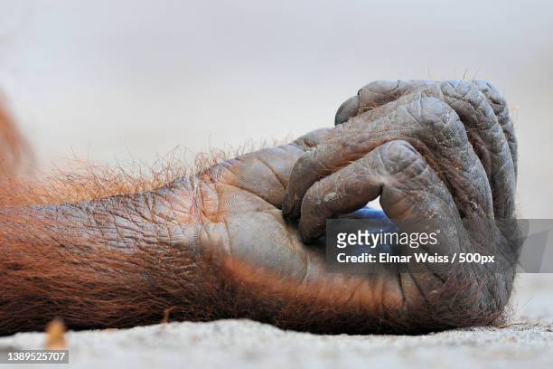 lose-up of orangutang hand - animal hand stock pictures, royalty-free photos & images