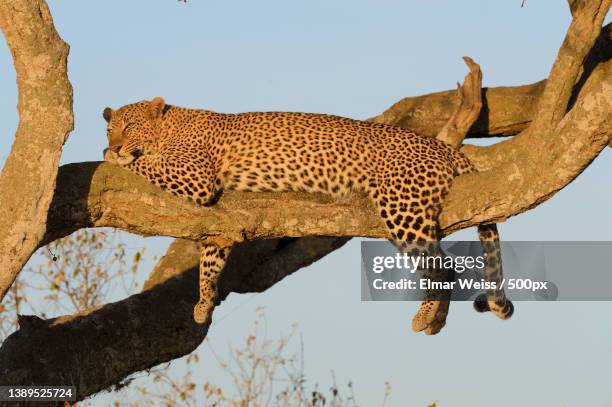 wilderness nature concept,leopard in the safari during day,kenya - african leopard photos et images de collection