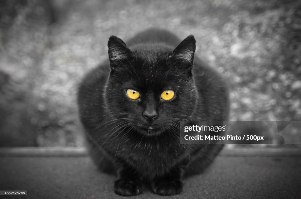 Portrait of black cat,Ancona,Italy