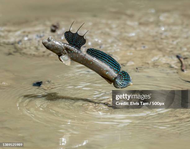 close-up side view of a flying fish in muddy water during day,hong kong - mudskipper stock pictures, royalty-free photos & images
