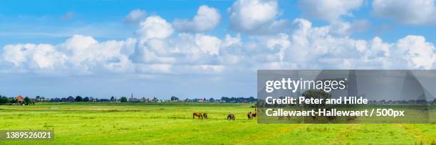 wide view on a troop of brown horses on a bright green pasture,engewormer,wormer,netherlands - wide view stock pictures, royalty-free photos & images
