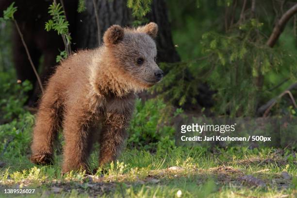 close-up of brown bear cub walking in a forest,martinselkonen,suomussalmi,finland - cute bear stock pictures, royalty-free photos & images