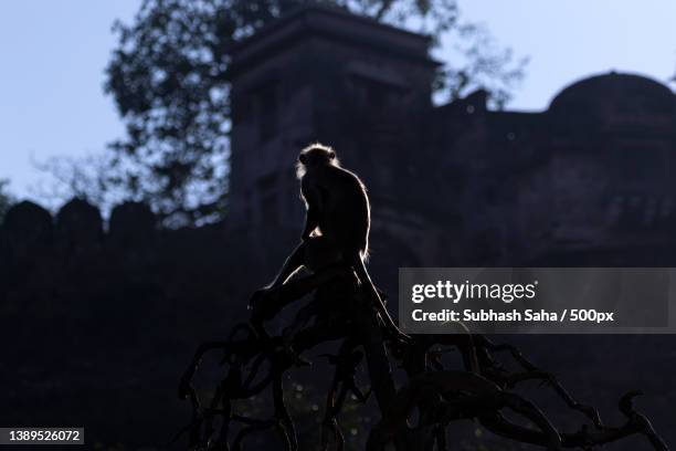 low angle view of silhouette monkey standing on tree against sky and old building,ranthambore national park,rajasthan,india - ranthambore national park stock-fotos und bilder