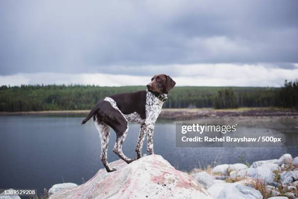 side view of a german short on rock by lake against sky,british columbia,canada - german shorthaired pointer stock pictures, royalty-free photos & images