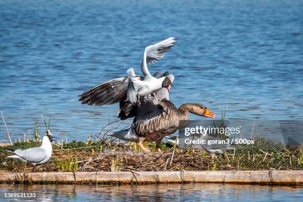 seagulls and ducks fighting on land near lake,hammarskog,uppsala,sweden - vår stock pictures, royalty-free photos & images