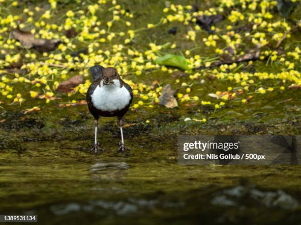 close-up of a white throated dipper standing near water,freiburg,switzerland - cinclus cinclus stock pictures, royalty-free photos & images