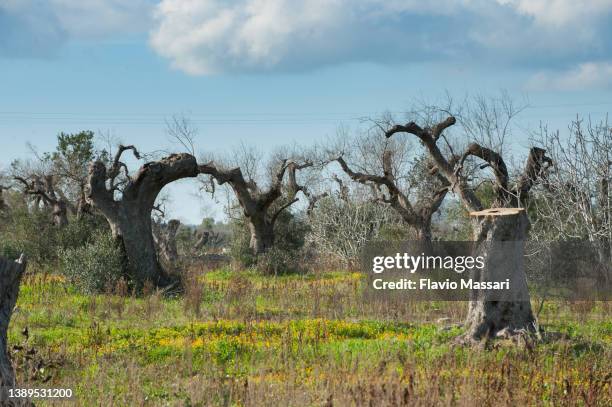 olive trees diseased by xylella fastidiosa in puglia, ready for explantation - olive orchard stock pictures, royalty-free photos & images
